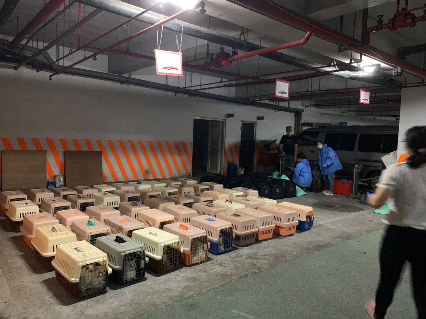 154隻走私品種貓被安樂死，引起各界熱議，農委會將與法務部研擬修法加嚴懲治走私條例，重懲走私者。（圖：海巡署提供）