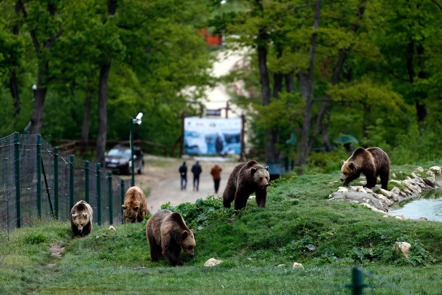 羅馬尼亞是歐洲的棕熊(brown bears)國度。(路透社/達志影像)