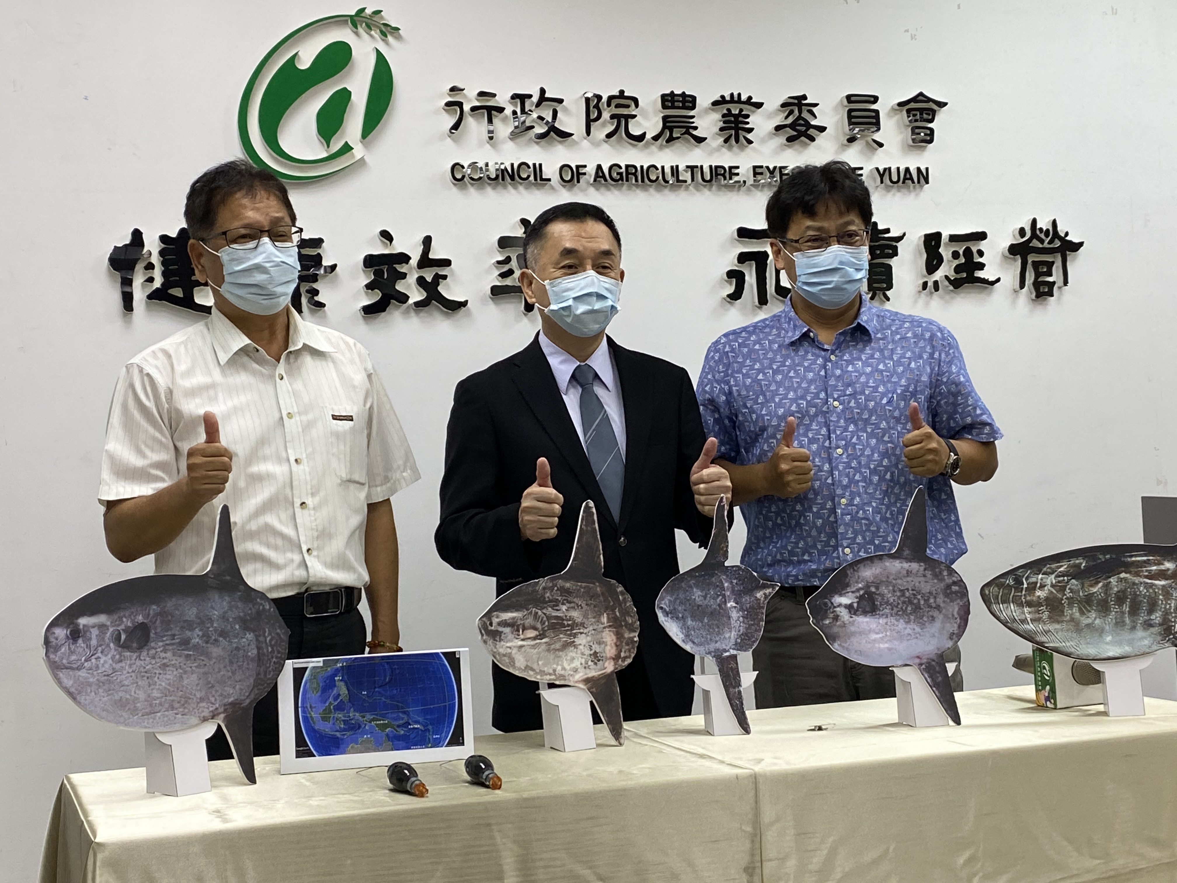 水試所與美國夏威夷大學攜手合作，針對俗稱曼波魚的翻車魨進行觀測研究，歷經5年有了驚人發現。(圖／陳林幸虹 攝)