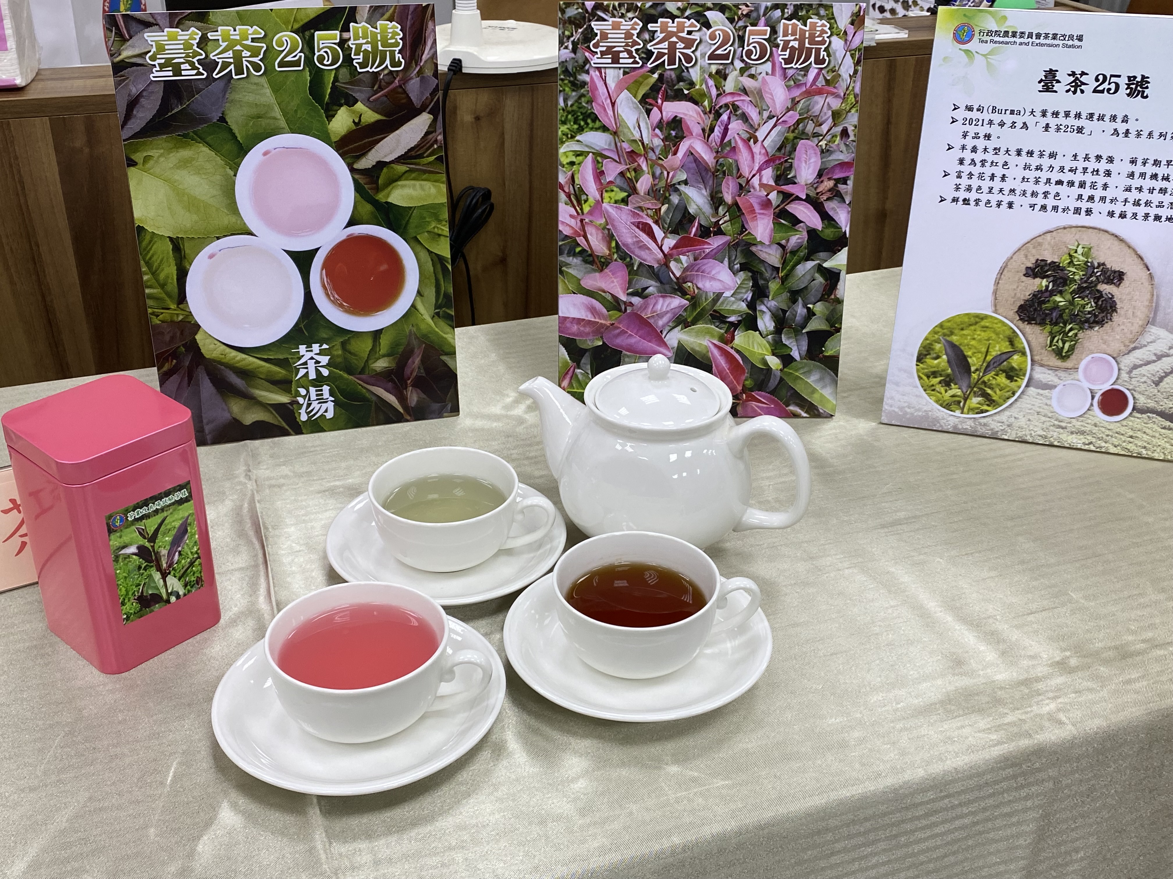 粉紅色茶湯的魅力！台灣茶史上第一個命名的紫芽茶樹新品種「臺茶25號」，加入檸檬等酸性物質，茶湯可呈粉紅色。(圖／陳林幸虹 攝)