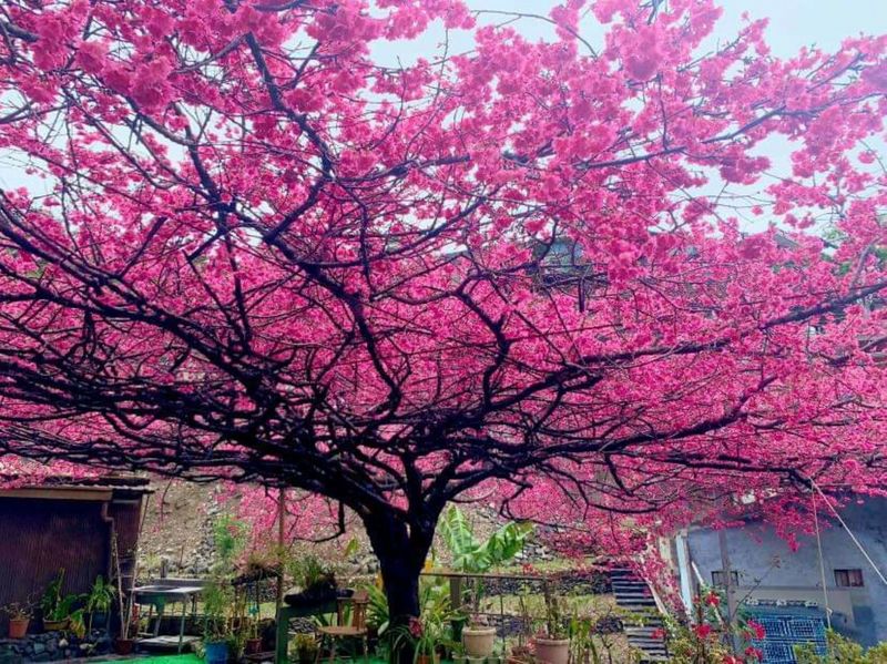 屏東霧台鄉「櫻花王」約有60年的樹齡，長在家戶的中庭，因樹冠龐大，每年盛開時，美麗的景象，總是吸引遊客上山爭賭拍照。（霧台鄉公所提供） (圖：中央社)