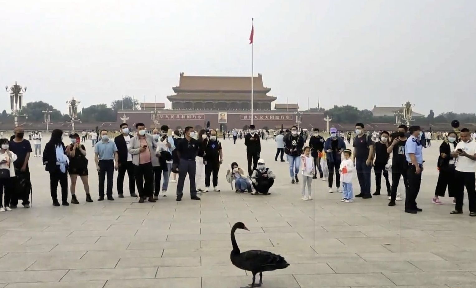 一隻黑天鵝5日降落在天安門廣場，引發熱議。（微博）