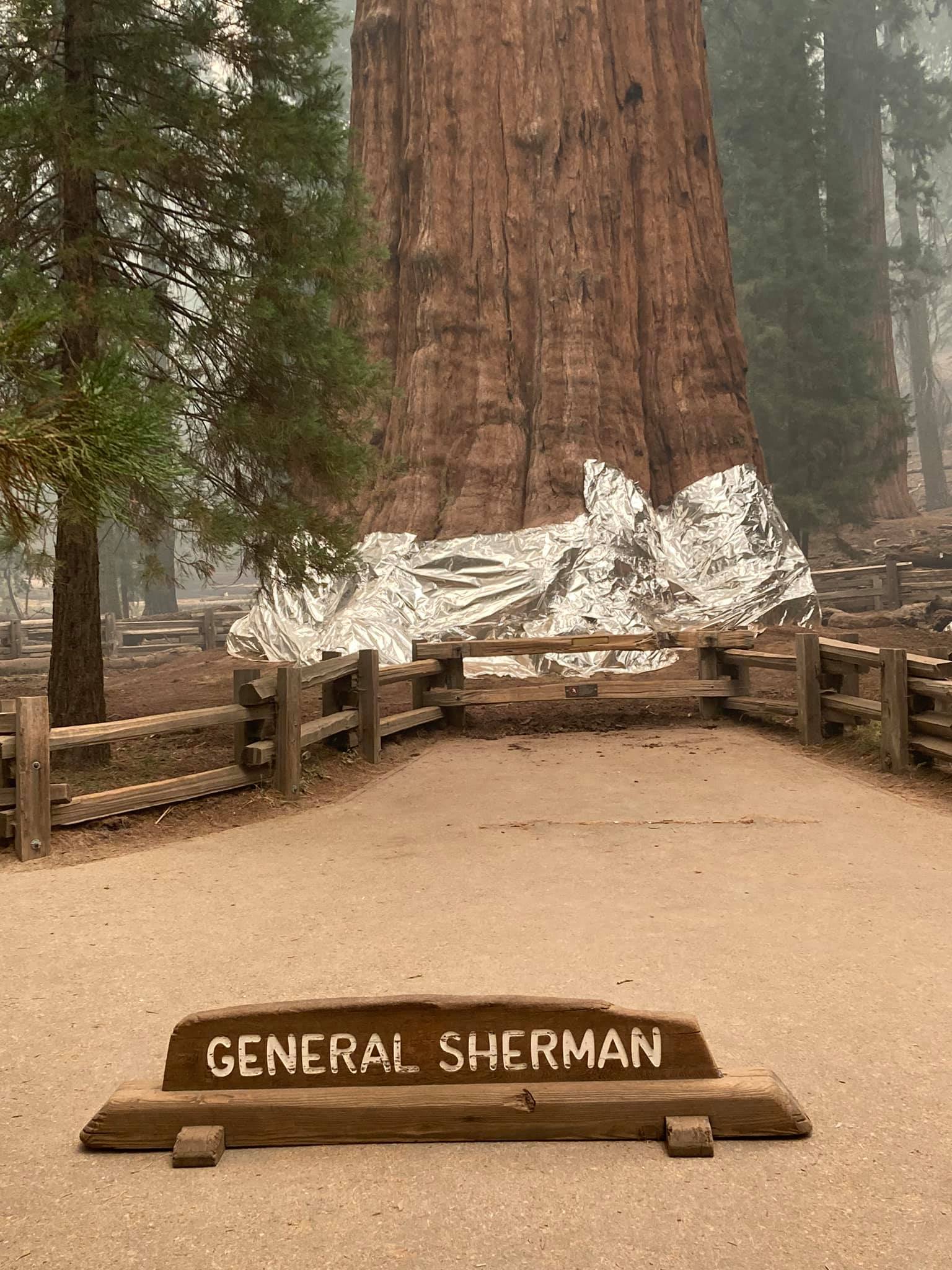 加州紅杉國家公園野火狂燒，世界最大樹木薛曼將軍樹（General Sherman Tree）裹防火毯。 (圖:取自紅杉國家公園臉書)