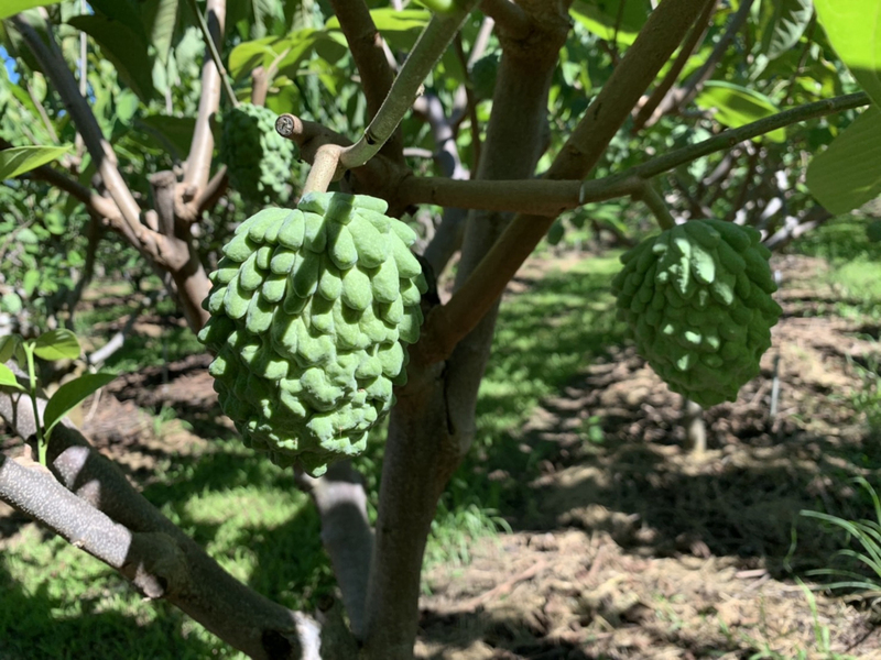 中國日前宣布禁止台灣釋迦、蓮霧輸入，日本網友希望能出口日本，但防檢局22日表示，台灣水果要出口日本，除要殺死害蟲還須兼顧水果品質，相關技術還須研發。(圖：中央社)