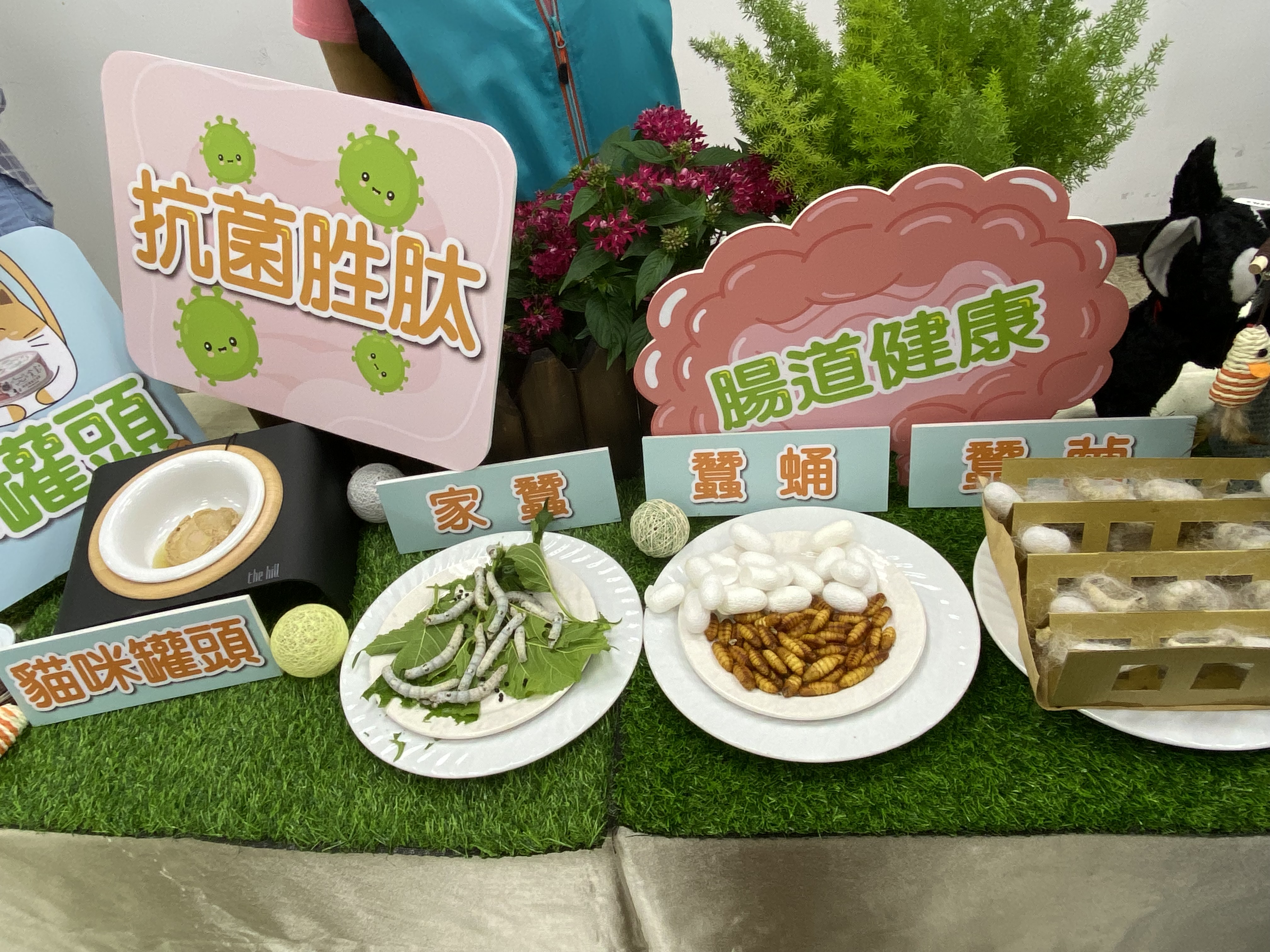 農委會苗栗農業改良場歷經5年研發，利用家蠶所具有的特殊免疫特性，在化蛹過程中誘導產生的天然抗菌胜肽，再將具有抗菌物質的蠶蛹添加在寵物主食罐頭中。(圖／陳林幸虹 攝)