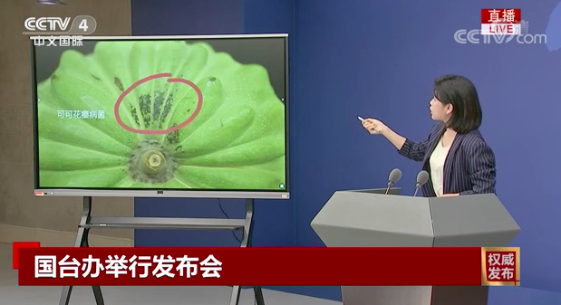中國國台辦發言人朱鳳蓮秀照片稱在台灣輸中釋迦與蓮霧中發現有害病蟲。（圖取自國台辦直播）