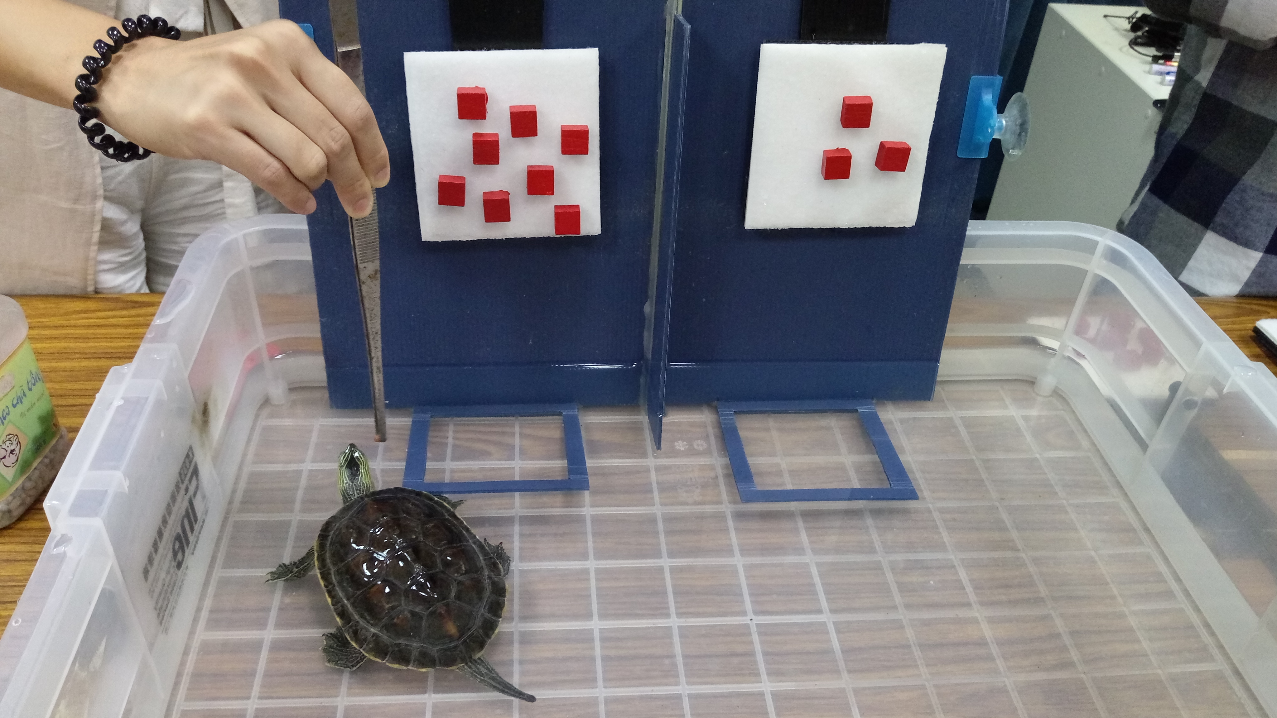 烏龜在水缸中「比大小」，可選出較大數字，就能獲得飼料獎賞。(陳國維 攝)