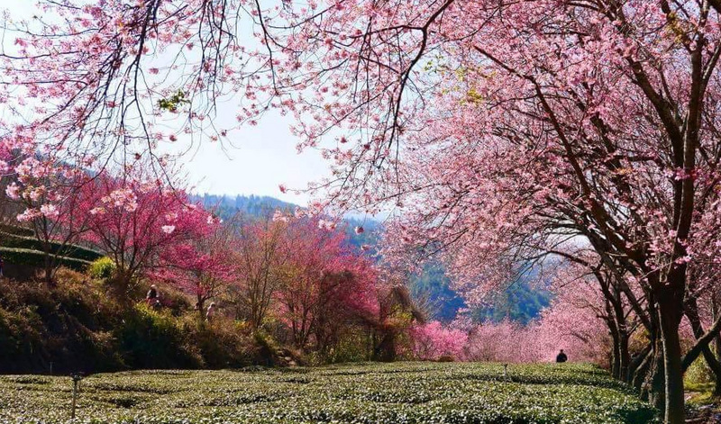 武陵農場111年櫻花季疏運管制時程預計自2月12日至2月28日止，共17天。（武陵農場提供） (圖：中央社)
