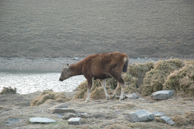 綠色和平檢測台灣水鹿排遺及飲用水源樣本，發現嘉明湖水的微塑膠平均檢出率達100%，林務局台東林區管理處呼籲遊客避免在湖畔周邊紮營等，降低對湖區環境影響。圖為水鹿前往嘉明湖飲水。 (圖：中央社)
