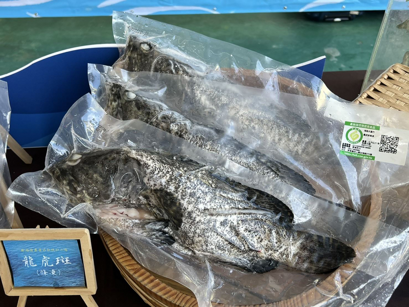 台灣石斑魚外銷，屏東產量佔一半，其中7成銷往中國大陸。最近卻遭中國大陸驗出含「隠性孔雀綠」和「隠性結晶紫」禁藥，被暫停報關進口。（屏東縣政府提供，示意圖）中央社記者郭芷瑄傳真  110年11月3日 (圖：中央社)