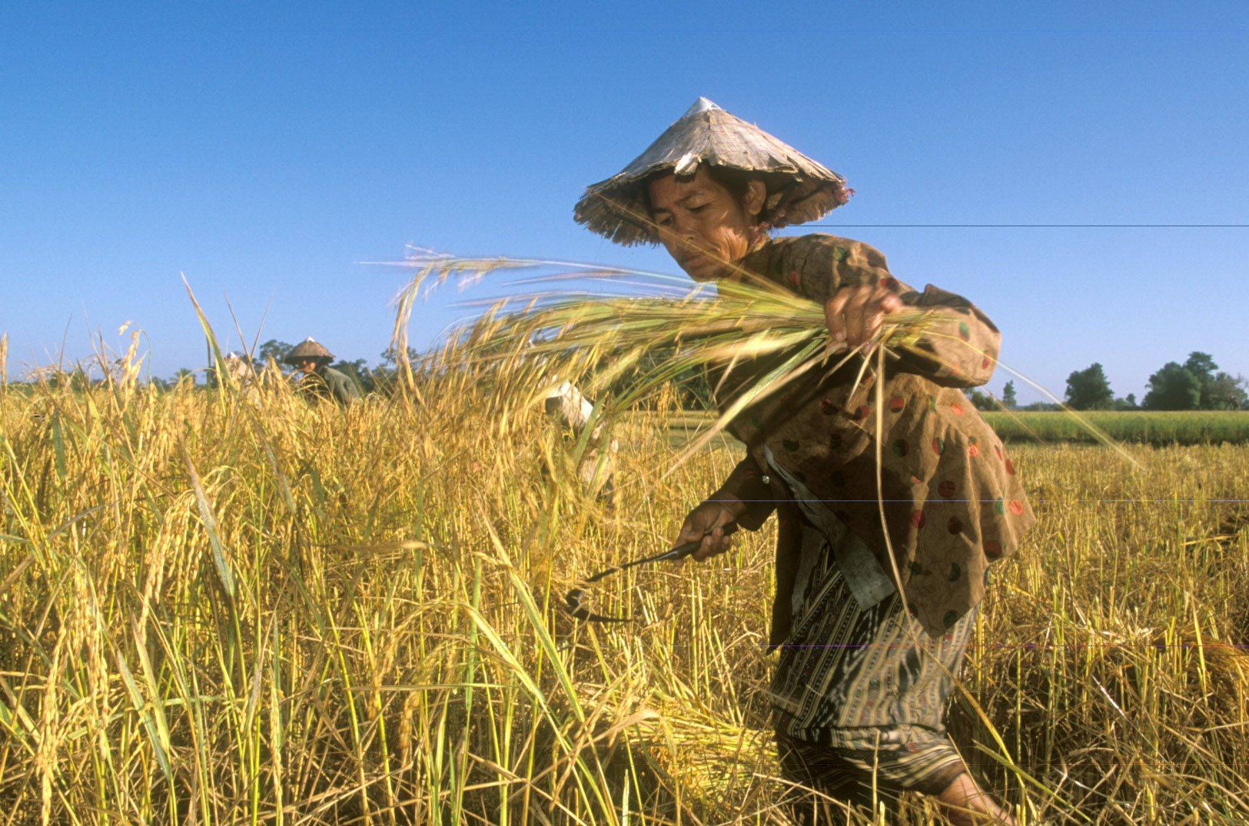 全球糧食安全依然受到關切。(圖：FAO官網)