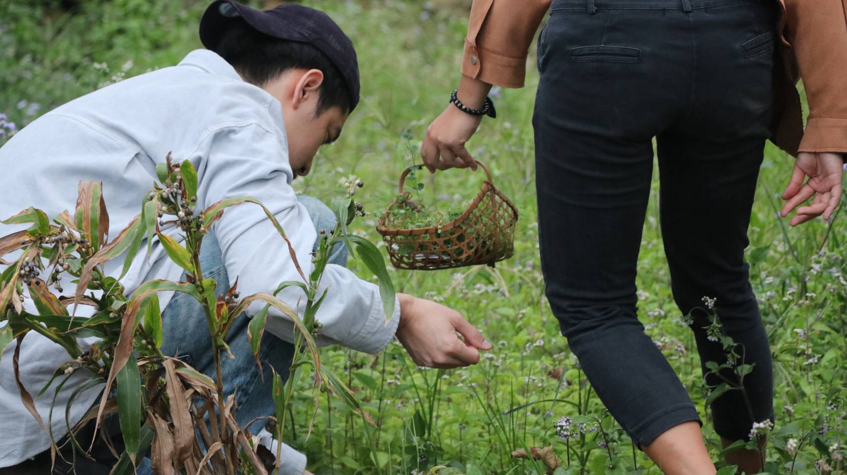 遊客享受「曆曆小米餐桌」之前，可親自到崁頂部落田地採集食材。 (邱健維 攝／蓋亞那工作坊提供)