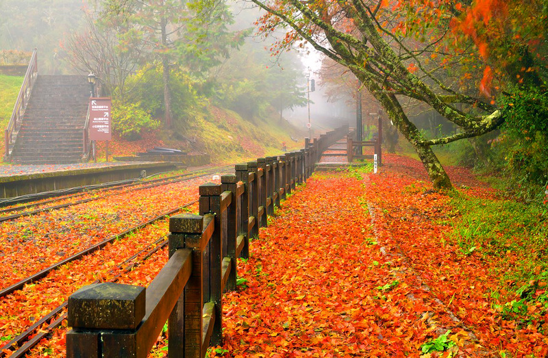 阿里山森林遊樂區的楓紅已進入尾聲，21日的風雨將園區內的楓葉打落一地，志工黃源明用相機捕捉美好瞬間，高岳車站的紅葉地毯景致迷人。（黃源明提供） (圖：中央社)