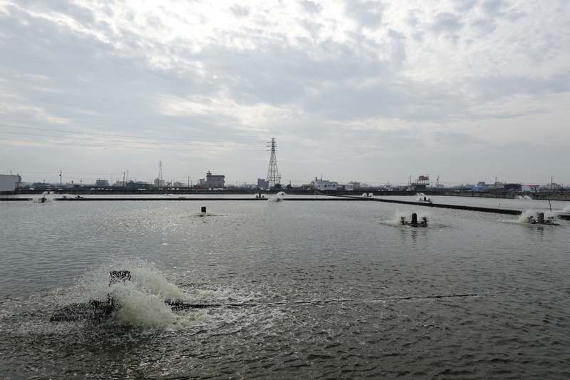 針對中國稱台灣2批石斑魚檢出還原性孔雀綠、結晶紫，漁業署表示，經漁業署與屏東縣政府到可能涉案養殖場採樣送驗，結果未檢出、皆合格。圖為屏東枋寮石斑魚養殖場。 (圖：中央社)