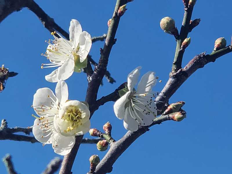 嘉義縣梅山鄉公所7日表示，目前梅山公園上千株梅花已開滿5成，週末會開更多。（梅山鄉公所提供） (圖：中央社)