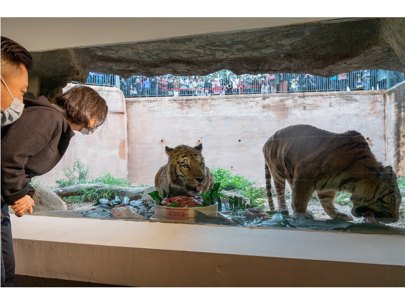 蔡英文總統2日前往新竹市立動物園慰勉飼育員，並於老虎區與孟加拉虎合影，在虎年祝福國人平安健康、虎虎生風 (總統府提供)