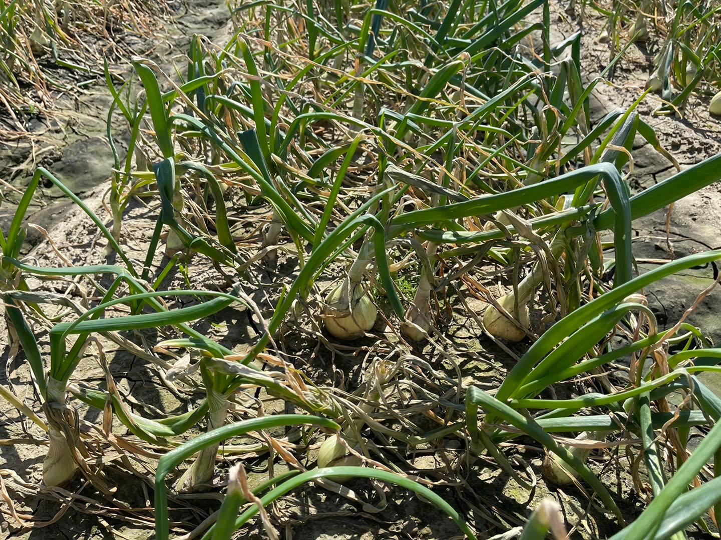 受上月大雨影響，恆春洋蔥植株不堪晴雨交替，原本綠油油洋蔥株大規模枯黃。(翻攝自莊瑞雄臉書)