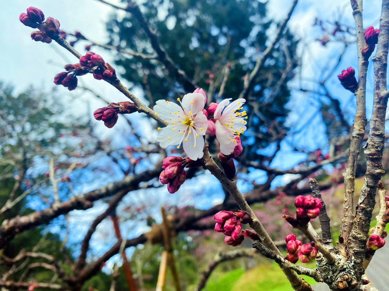 阿里山國家森林遊樂區裡的阿龜櫻（圖）、豆櫻、河津櫻、山櫻花、唐實櫻都已開花，不想花季到阿里山人擠人的民眾，可以在228連假到阿里山賞花。（嘉義林管處提供） (圖：中央社)
