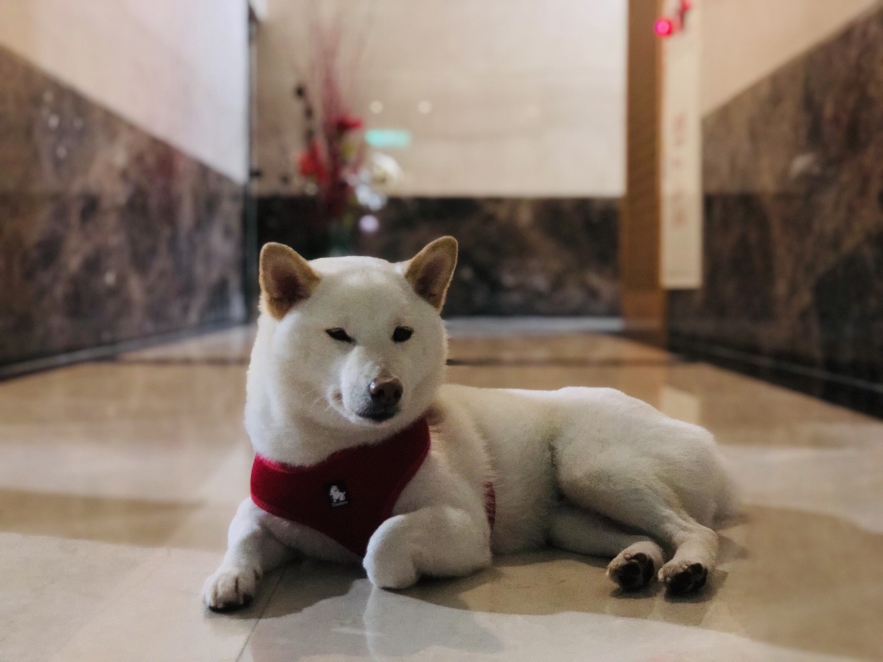 媒體報導營建署擬放寬公寓大廈社區「禁寵令」，修法前先頒布參考辦法供各地方及社區試水溫。(RTI)