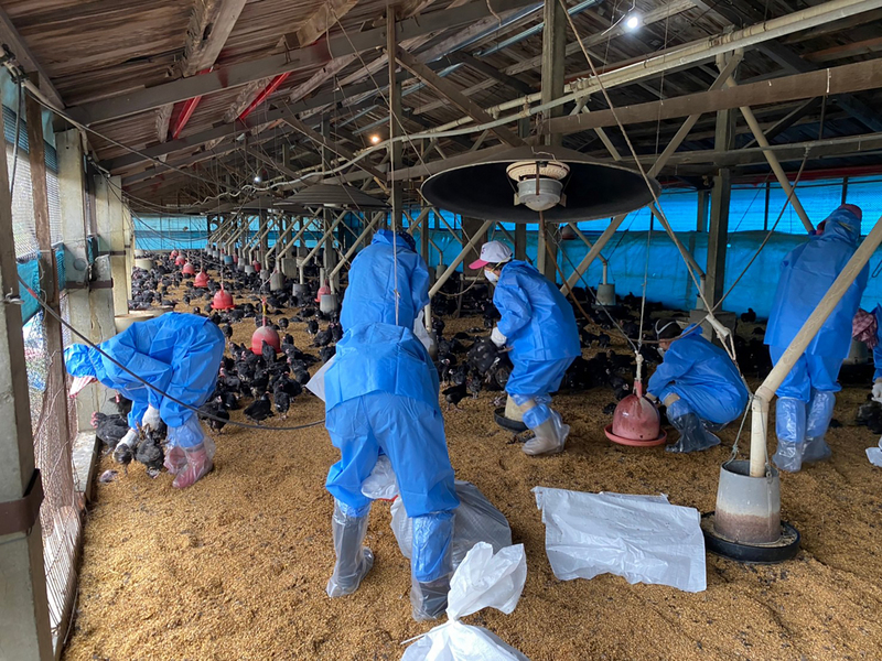 雲林縣動植物防疫所指出，10日至12日接連3天接獲3名養禽業者通報，雞場出現異常大量死亡，防疫所前往取樣送驗，12日接獲防檢局通報確診H5N2高病原性禽流感，共計撲殺4萬3200多隻雞。（防疫所提供） (圖：中央社)