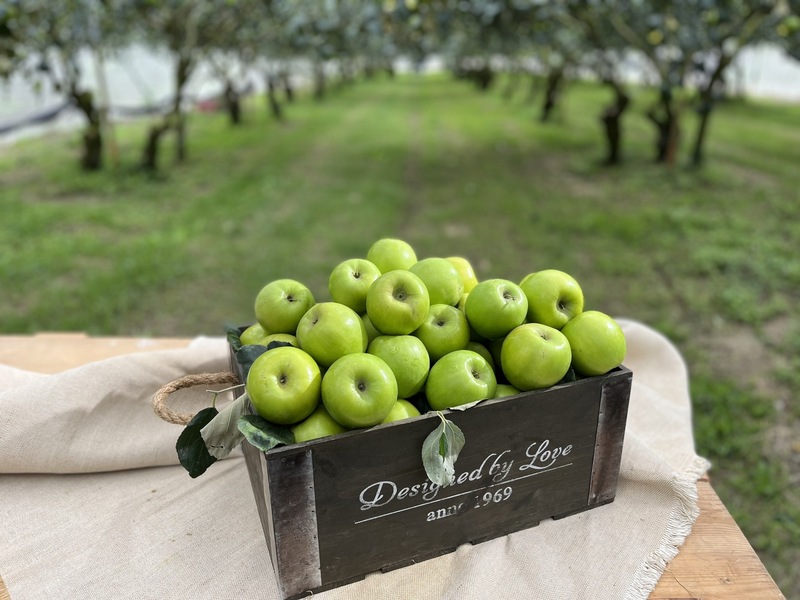 高雄市政府農業局拓展外銷市場，22日宣布將透過荷蘭貿易商將蜜棗鋪貨到歐洲各地，23日將上架法國超市。（高雄市農業局提供） (圖：中央社)