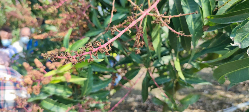 這一波寒流夾帶間歇性大雨，屏東縣政府統計，截至23日為止，屏東農作損失達新台幣2000多萬元，以改良種及本地種芒果、荔枝及辣椒最為嚴重。圖為芒果花受損情形。（屏東縣政府提供） (圖：中央社)