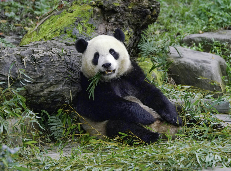 台北市立動物園28日表示，1歲8個月大的大貓熊「圓寶」體重接近70公斤，比姐姐「圓仔」同日齡的體重還重，因此保育員開始隨時注意「圓寶」的體重變化。（台北市立動物園提供） (圖：中央社)