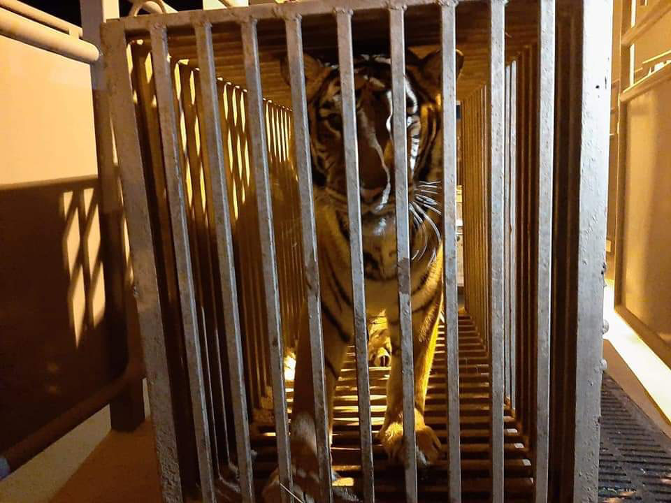 從烏克蘭首都基輔附近撤離的獅子和老虎4日抵達波蘭的一家動物園。(AFP)