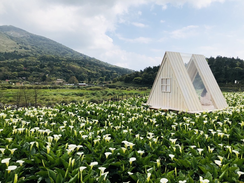 「2022竹子湖海芋季」18日登場，台北市政府產業發展局12日表示，目前正是海芋最佳觀賞期。（台北市產業發展局提供） (圖：中央社)