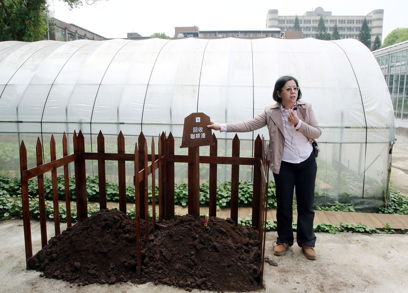 台大園藝暨景觀學系副教授林淑怡指出，咖啡渣有機堆肥發酵熟成需費時3個月，經過田間試驗，已有30到40種常見葉菜適合咖啡渣有機堆肥。(圖：中央社)
