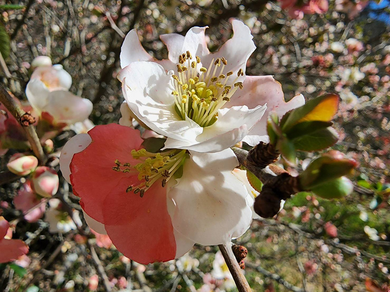 武陵農場最近發現一半紅、一半白的「紅透半邊天」海棠花，是自然界極為少見的「鑲崁體」（Chimera）。（武陵農場提供） (圖：中央社)