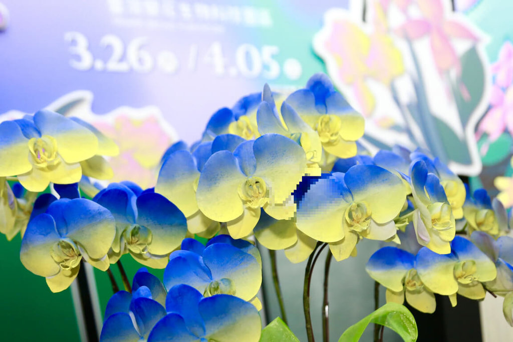 以染色技術推出的烏克蘭代表色蘭花。（台南市政府提供）