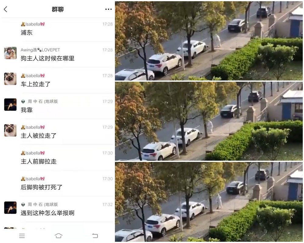 上海確診者寵物柯基犬被當街打死。(微博)
