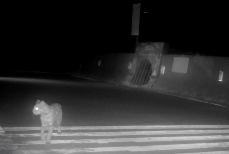 苗栗縣政府110年初在卓蘭鎮老庄溪下游搭建友善野生動物跨河通道，完工後的第436天，3月16日終於監測到石虎從通道上方穿越河岸兩側。（苗栗縣政府提供） (圖：中央社)