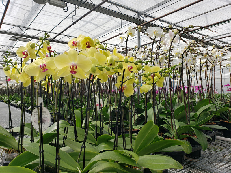 台美21世紀貿易倡議將簽首批協定，農委會19日表示，輸銷美國的蝴蝶蘭等作物，有機會受惠於此擴增貿易實績。(示意圖/中央社)