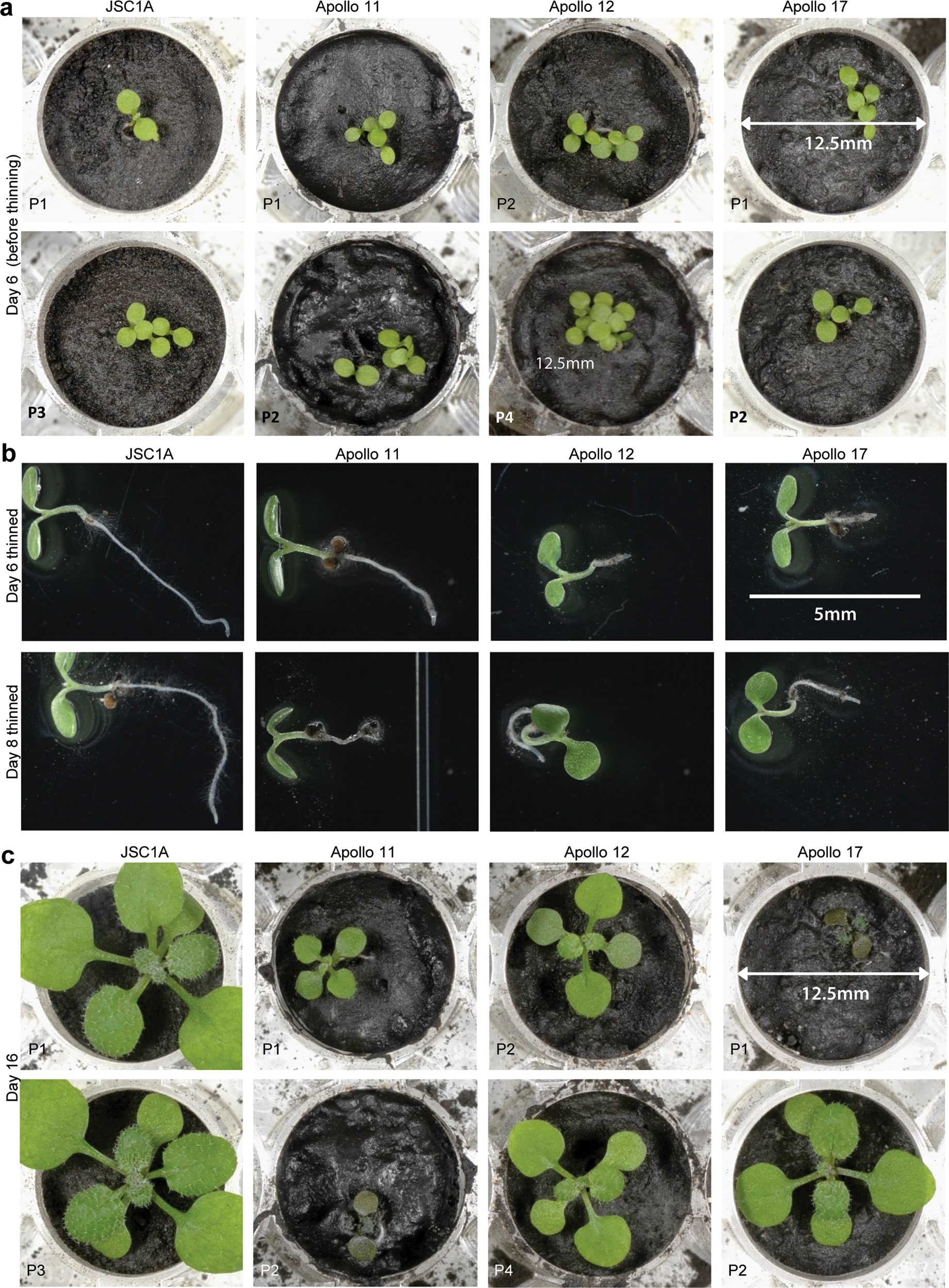 科學家在月球土壤成功種植植物。 (圖：取自Communications Biology官網)