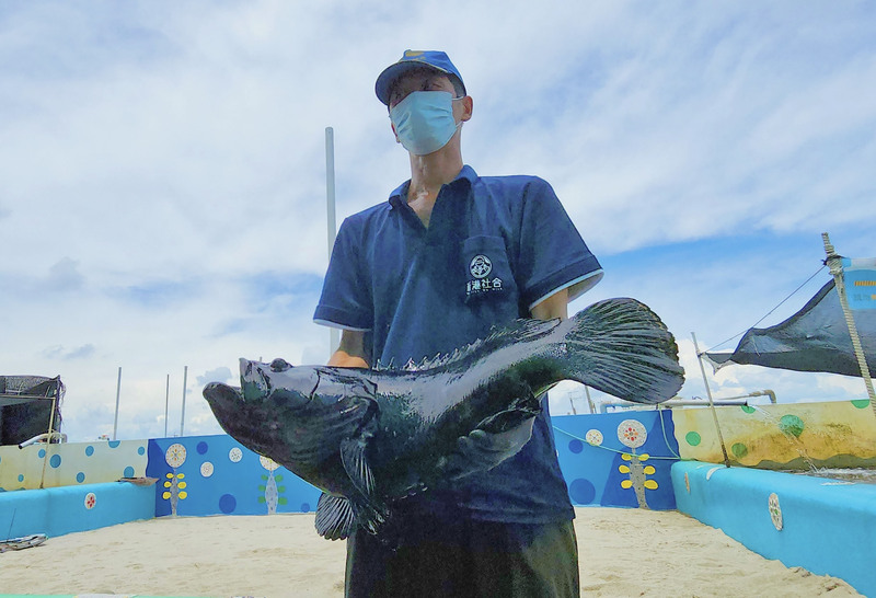 石斑魚產季將至 農委會加強內外市場促銷(圖：中央社)