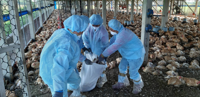 彰化縣有5場禽場確診H5N1禽流感，均已完成撲殺銷毀作業。(圖：中央社)