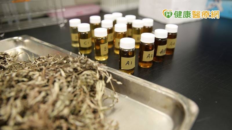 花蓮慈濟醫院院長林欣榮帶領相關疾病研究中心團隊，針對本土中草藥的「艾草」進行深入探討，著重於對抗巴金森氏症並發表於綜合與補充醫學領域排名第一的國際期刊《Phytomedicine》（植物醫學期刊）。(圖：健康醫療網 提供)