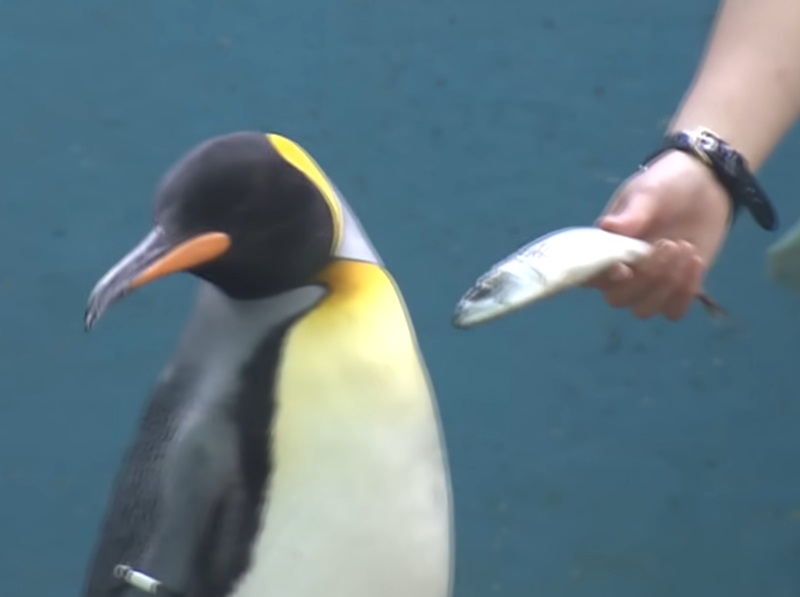 日本水族館因物價飆升更換較低價的飼料，卻遭到挑食的企鵝與水獺拒吃。(圖擷自YouTube)