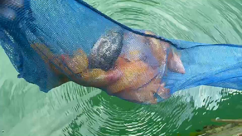 紅魔鬼魚生存在日月潭10多年，早年是迫害當地生態主要魚種，吃掉許多潭蝦，但肉質鮮嫩好吃、價格高。不過110年大旱導致日月潭水位大降，紅魔鬼魚無處可躲，遭魚虎攻擊，今年族群數量降低許多。(圖：中央社)