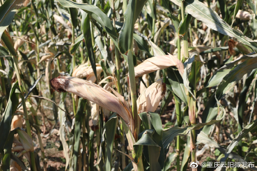 中國長江流域連日高溫，已影響農作物生長，部分地區出現輕度乾旱情況。（微博）