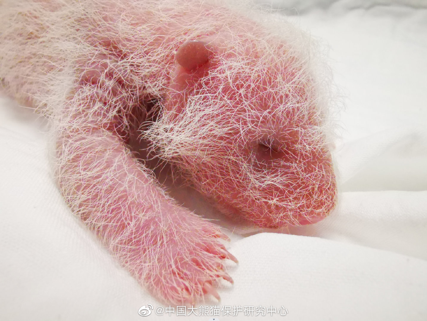 中國圈養大貓熊「翠翠」日前生下一隻體重270.4公克的雌性幼仔，成為全球圈養大貓熊出生體重最重的寶寶。(圖：中國大熊貓保護研究中心微博)