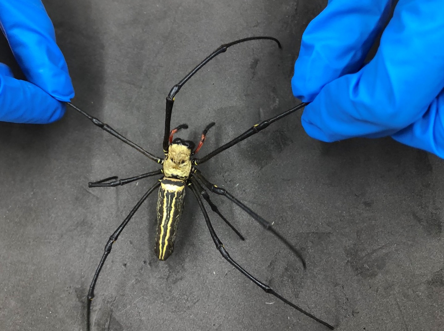 陽明交通大學研究團隊利用人面蜘蛛，開發光纖糖度感測器。(陽明交大提供)