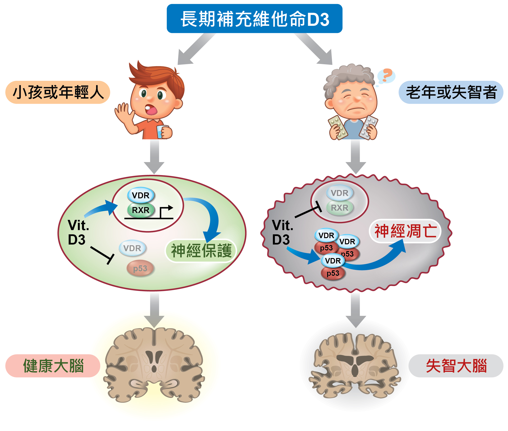 老年人長期補充維他命D3恐增失智風險。(國衛院提供)
