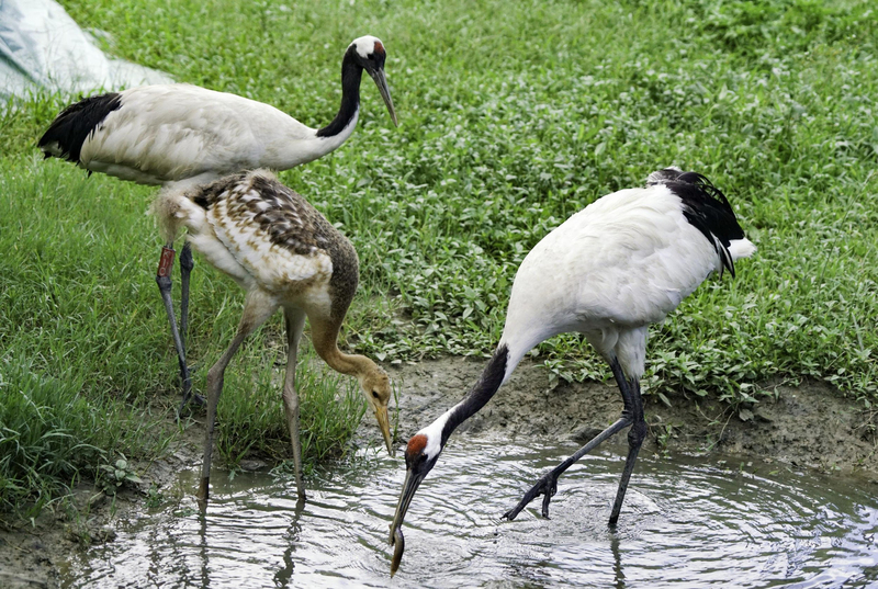 移居台北市立動物園11年的丹頂鶴KIKA和BIG日前成功孵出第一隻雛鳥，動物園9日起將舉辦新生寶寶命名票選活動。（台北市立動物園提供） (圖：中央社)