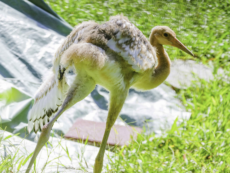 台北市立動物園丹頂鶴寶寶的名字經投票，由「哩鶴」以1537票當選，發音相似於台語的「你好」。(圖：中央社)