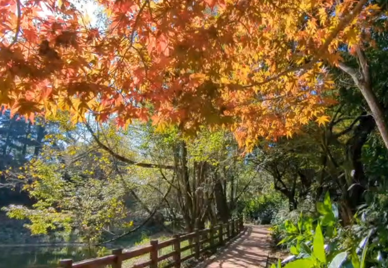時序進入秋季，最近山區氣溫下降，福壽山農場內鴛鴦湖畔的楓葉紅了。（福壽山農場提供） (圖：中央社)