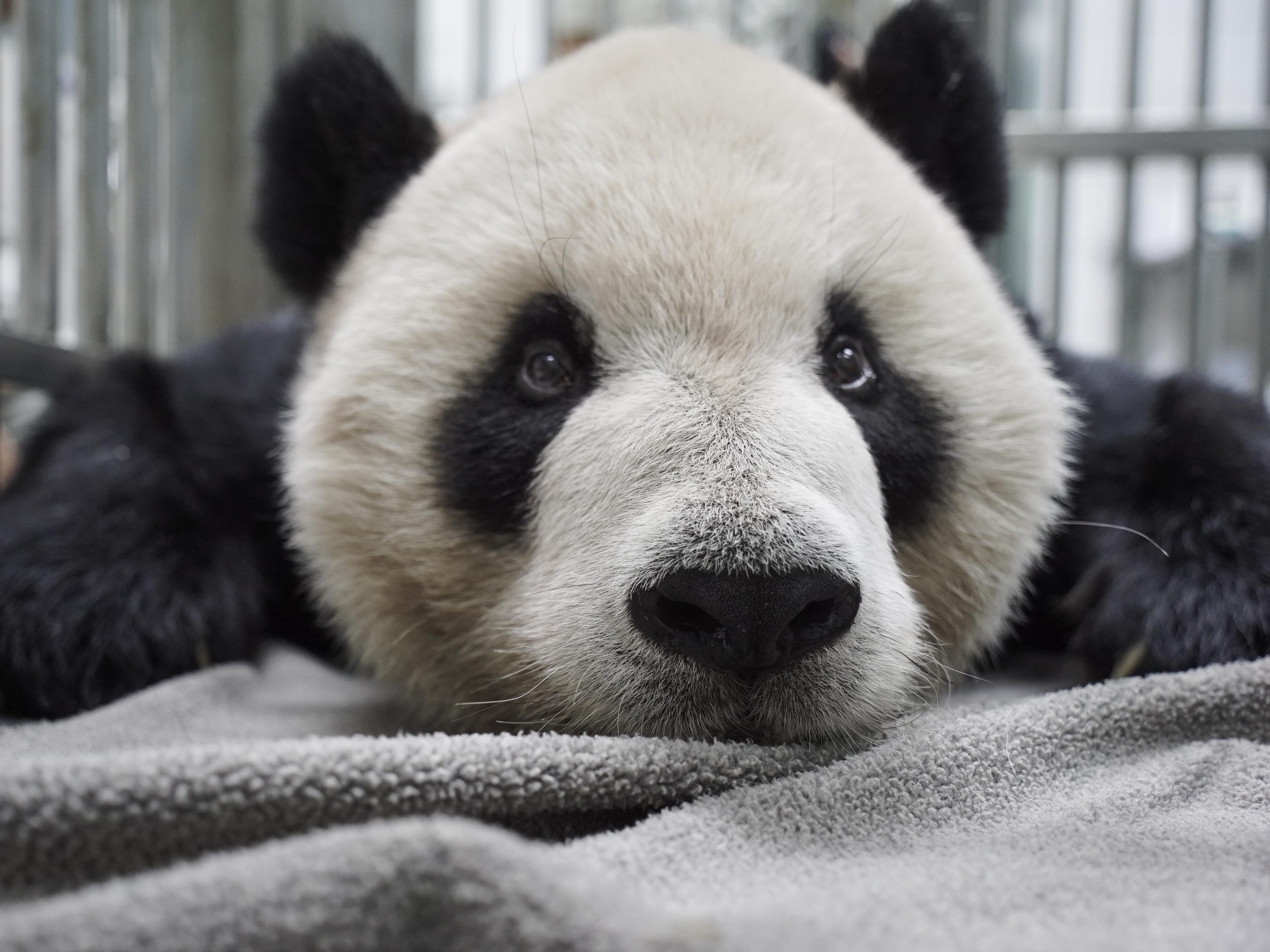大熊貓「團團」 (資料照/台北市立動物園提供)
