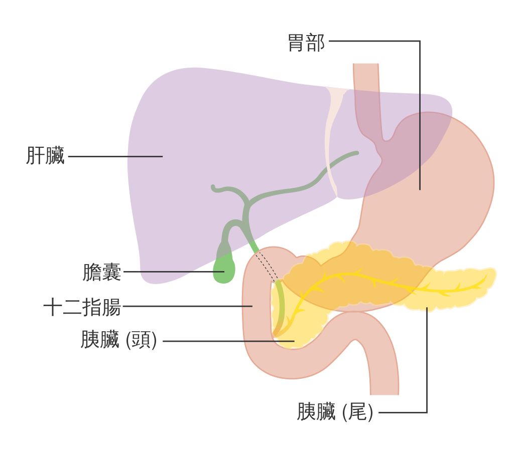 胰臟。示意圖。(圖：取自維基百科)